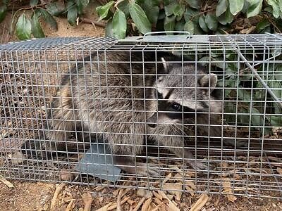 Detroit raccoon trapping